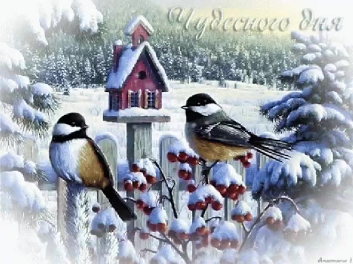 Доброе утро с птичками зимой