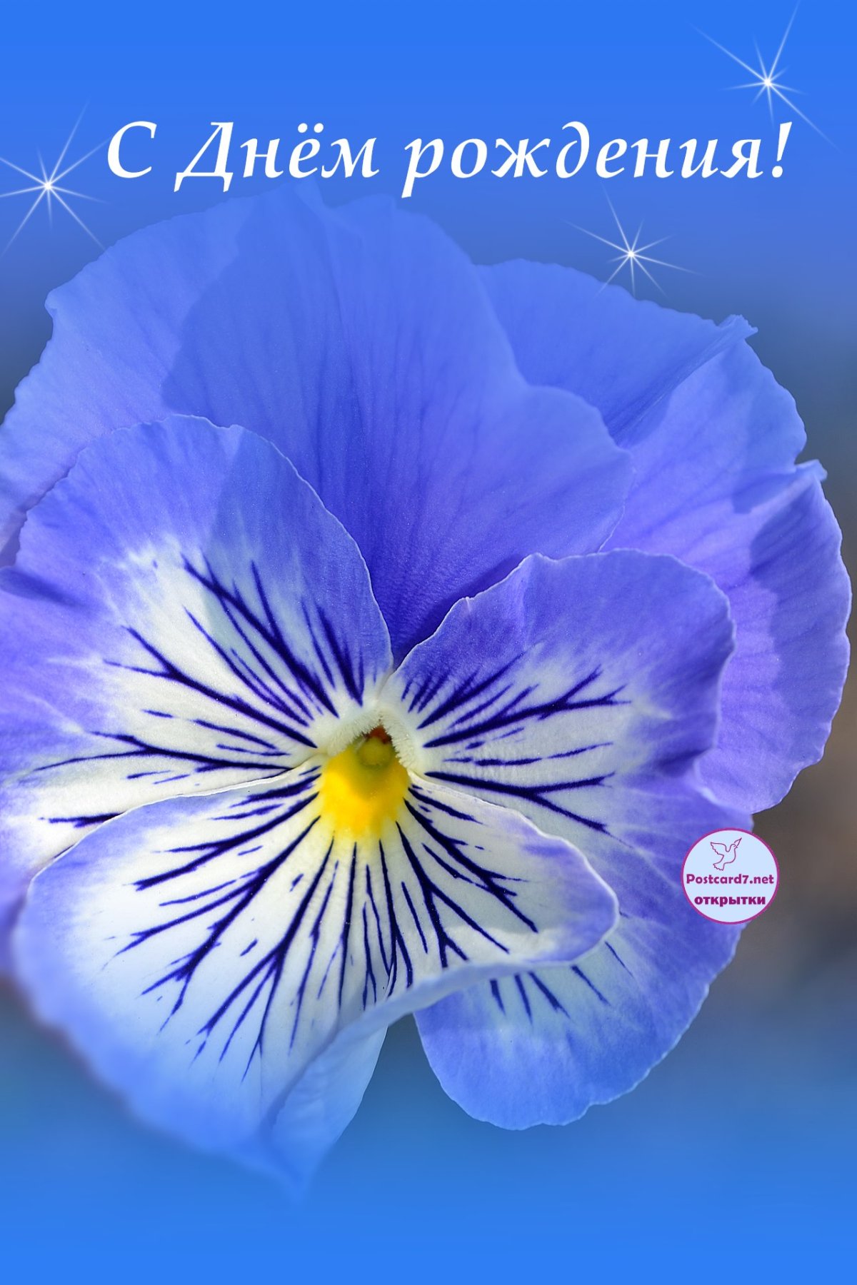С днём рождения Анютины глазки