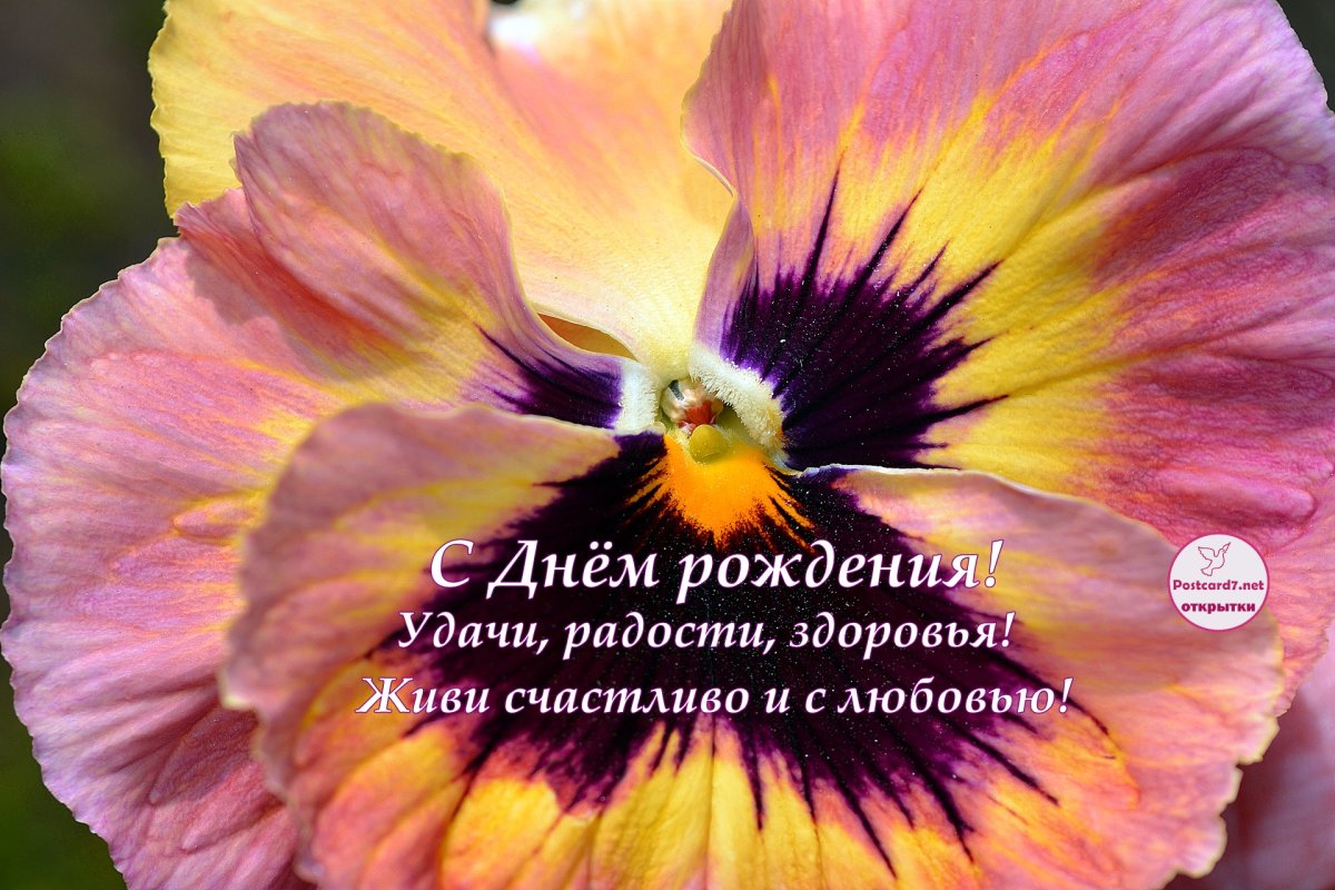 Виола с днём рождения открытки