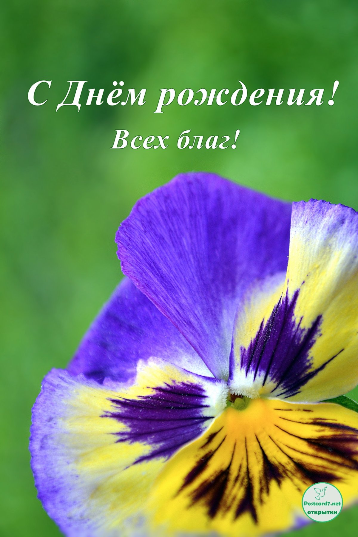 С днём рождения Анютины глазки