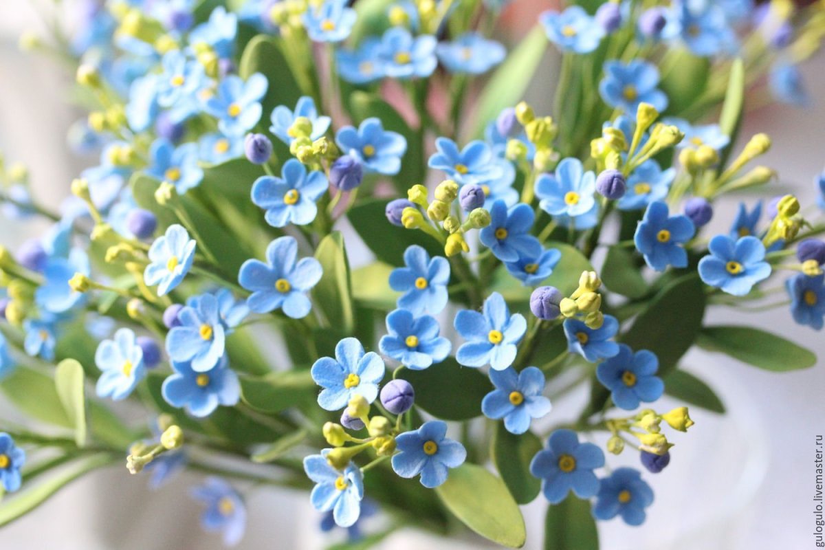 Незабудка срезка