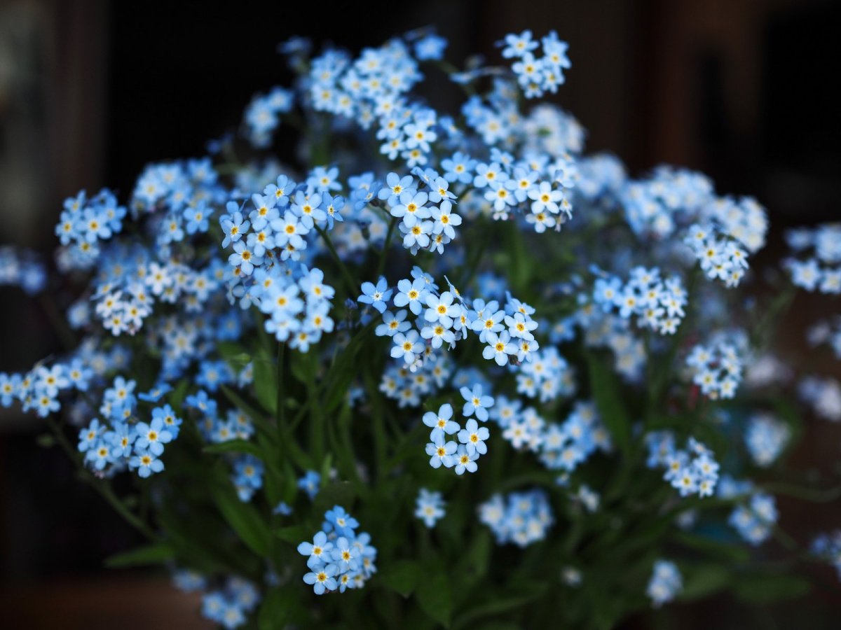 Незабудка Пятимерности