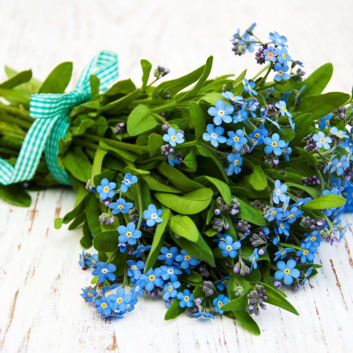 Незабудка синяя корзинка