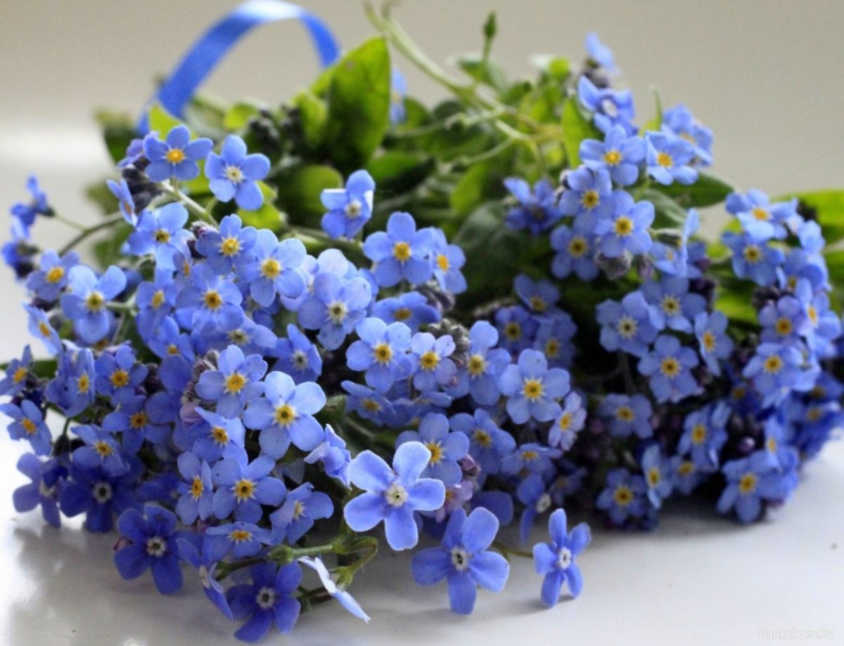 Фиалка букет незабудок