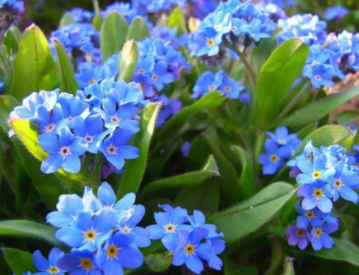 Цветы незабудки букет