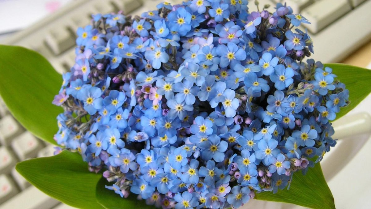 Фиалка букет незабудок