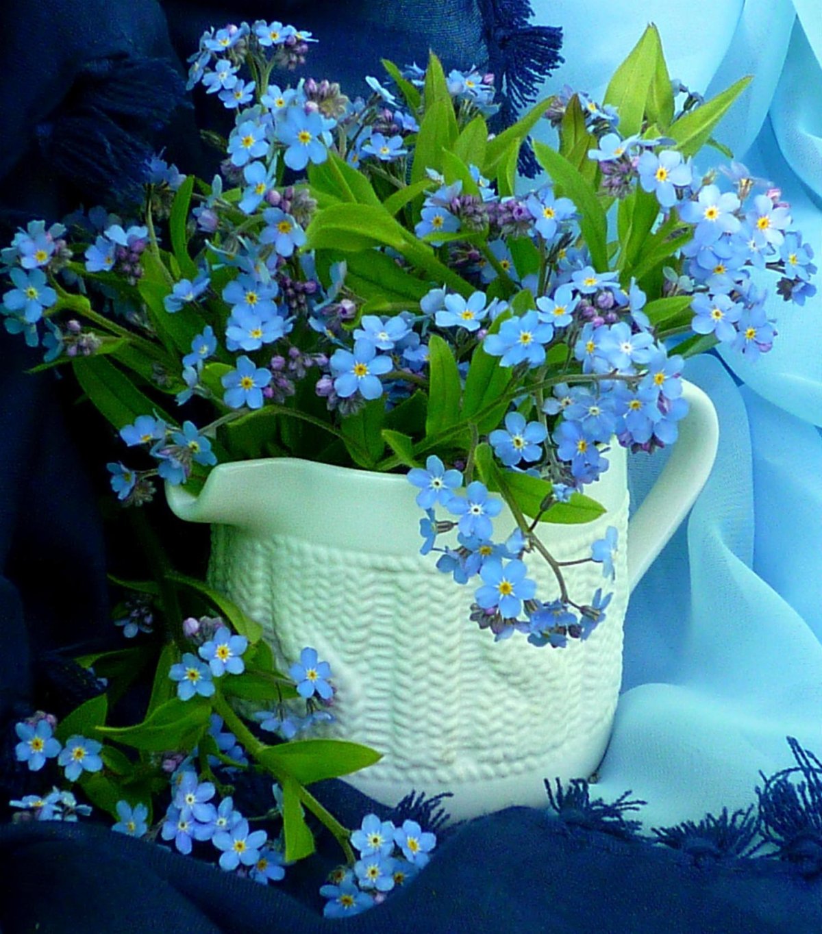 Незабудки Элла amurforum