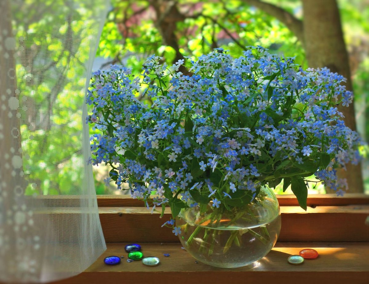 Цветы на окне