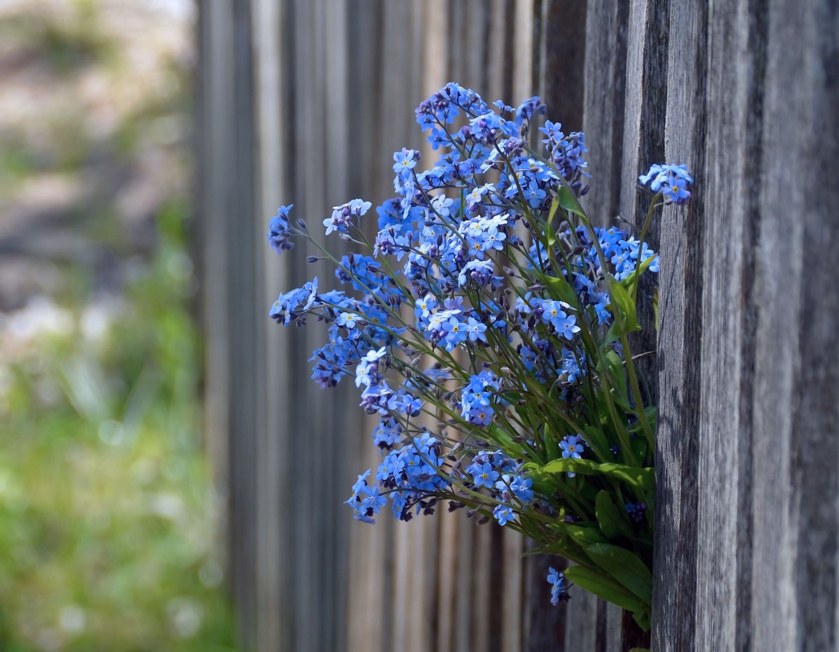 Цветы незабудки букет