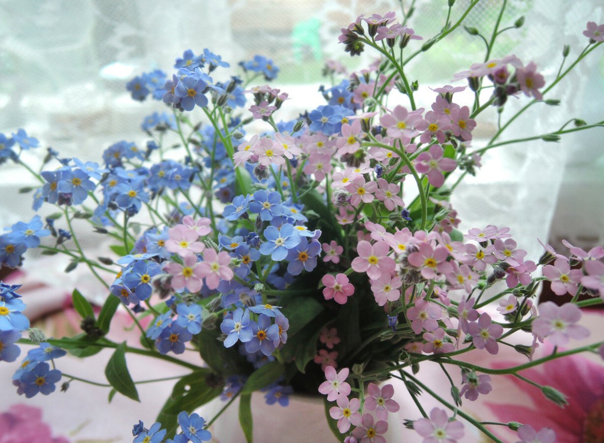 Хризантемы с незабудками