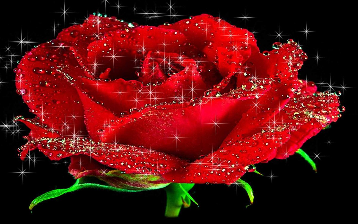 Сверкающие розы