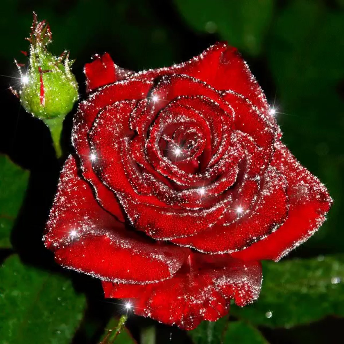 Розы с блестками