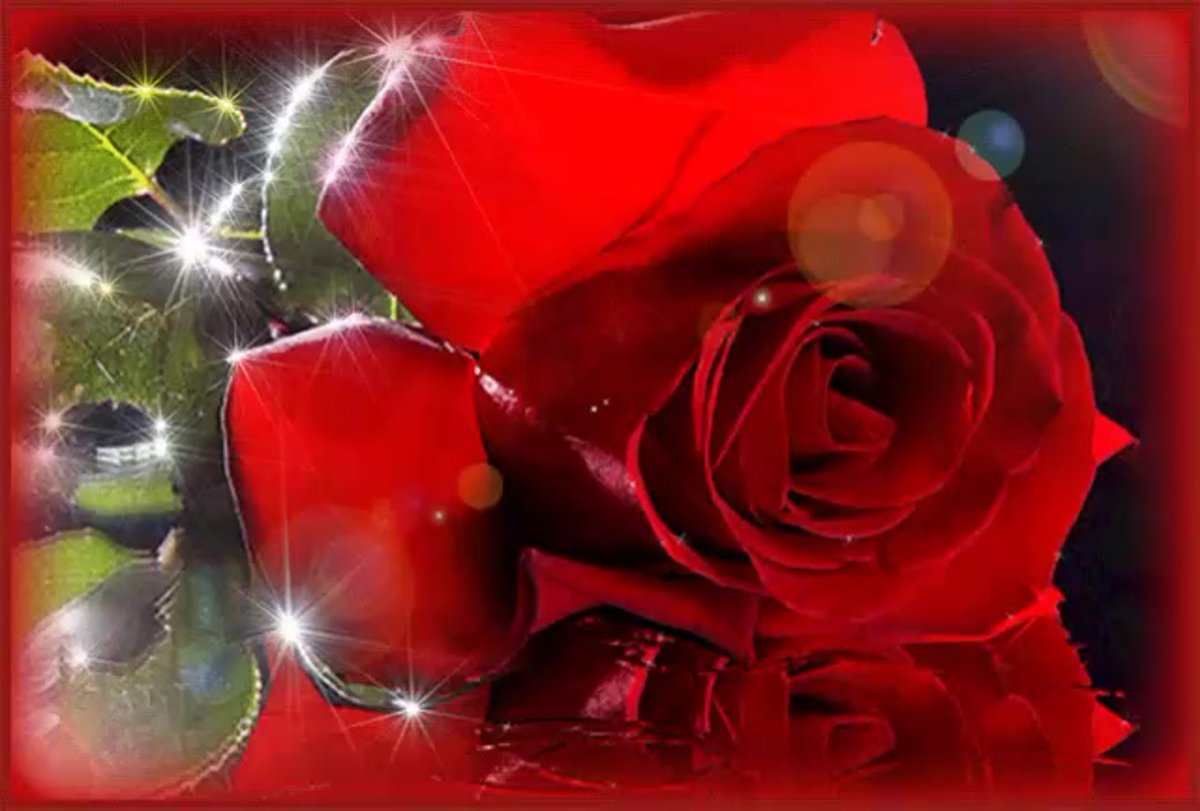 Мерцающие красные розы