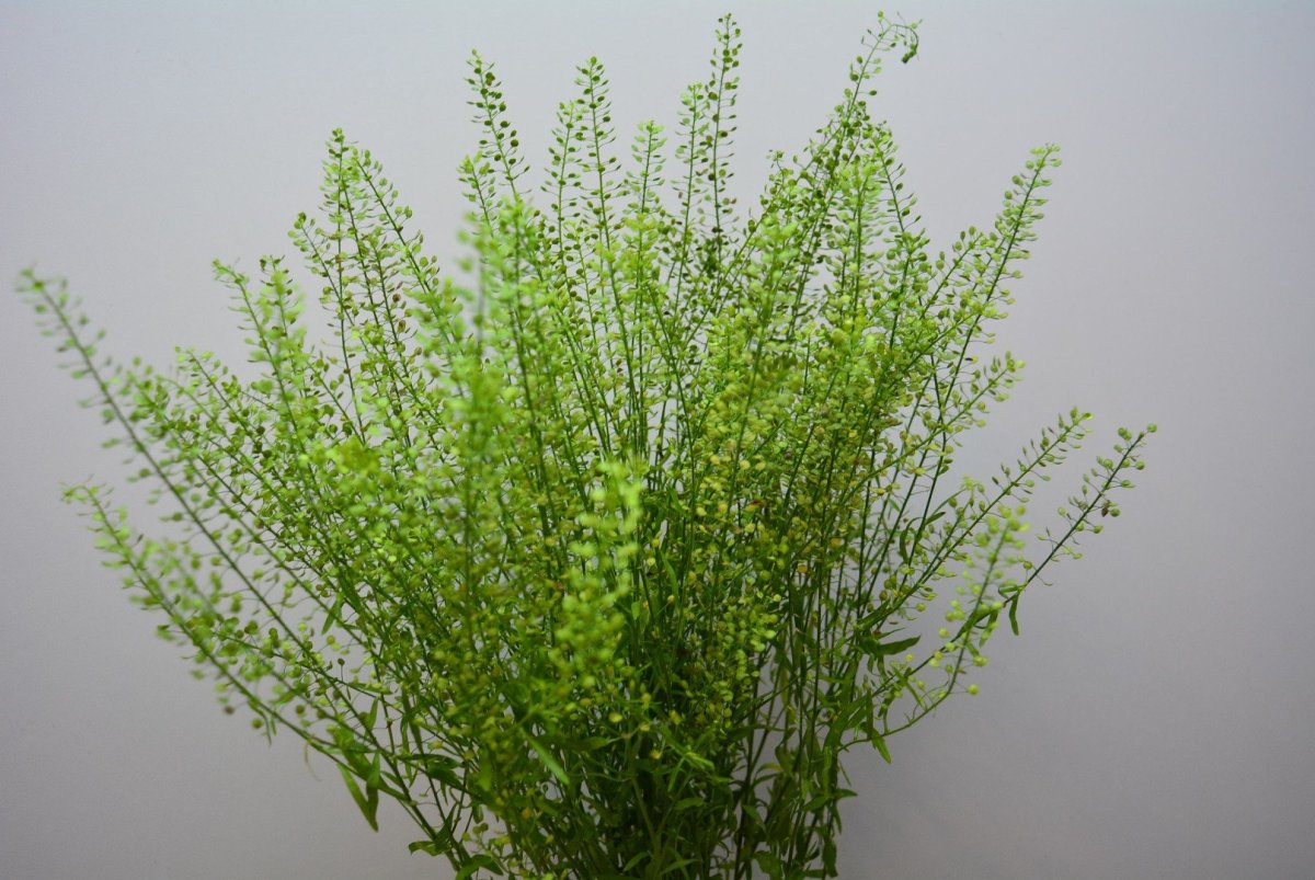 Зелень Тласпи Грин Белл