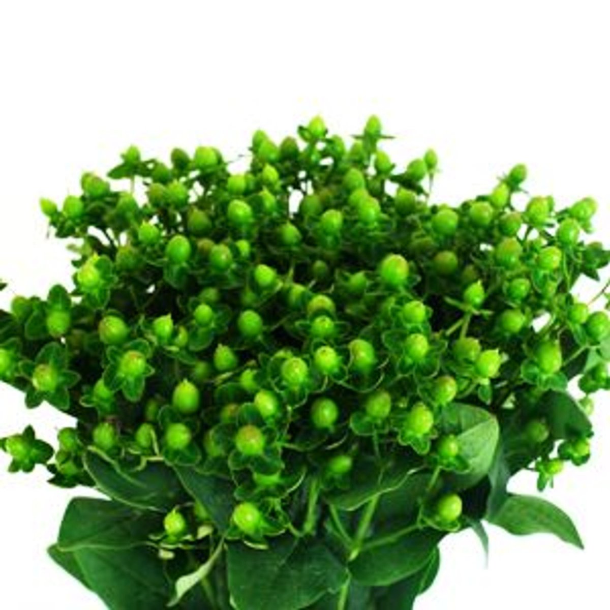 Листья Салал типс