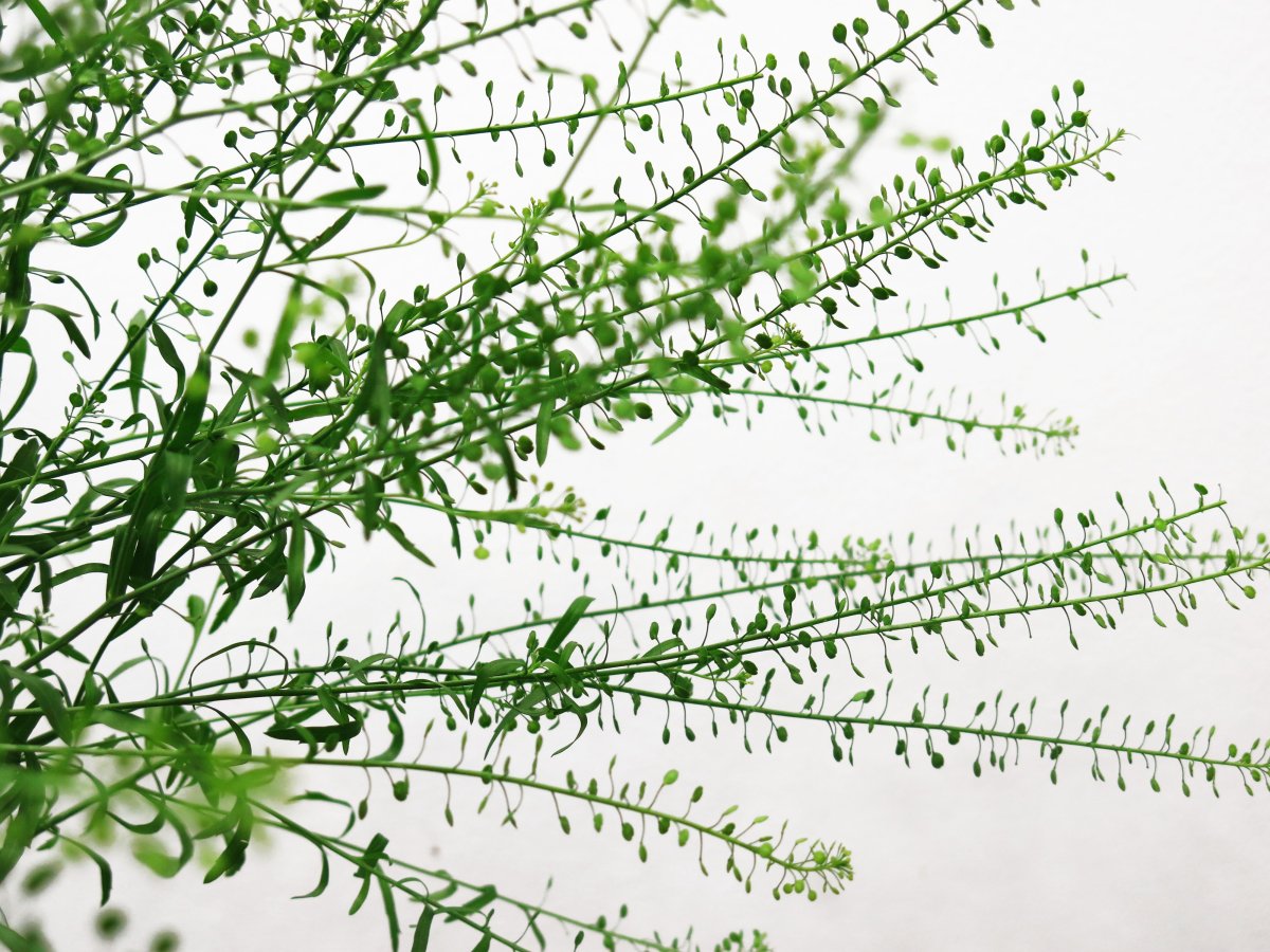 Зелень Тласпи Грин Белл