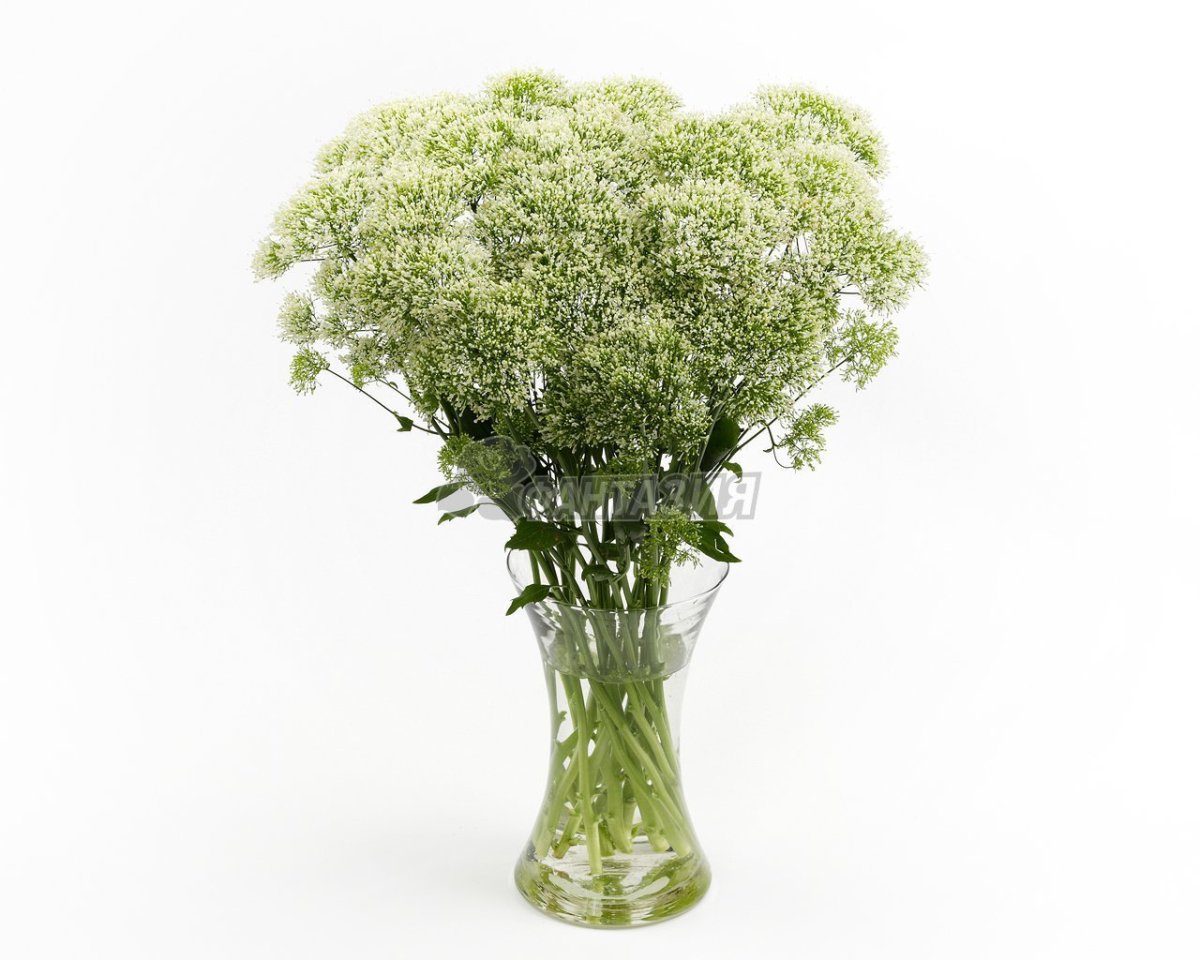 Эвкалипт Парвифолия в букете