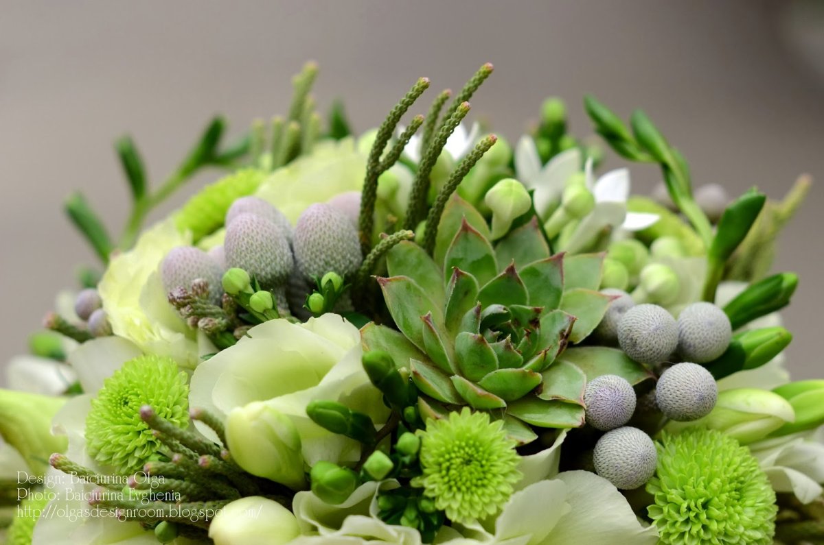 Хиперикум зеленый