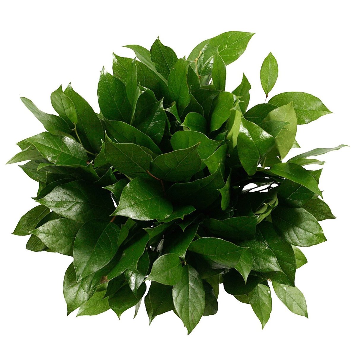 Рускус Лонг