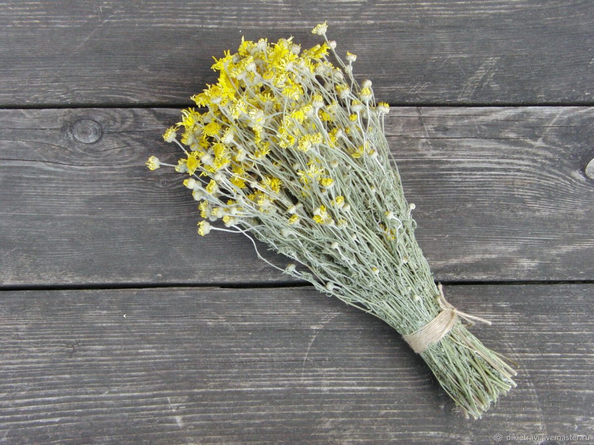 Бордюрная травка Оленьи рожки