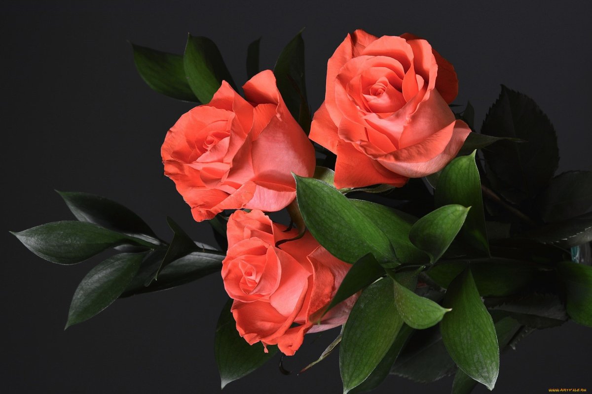 Красивые розы