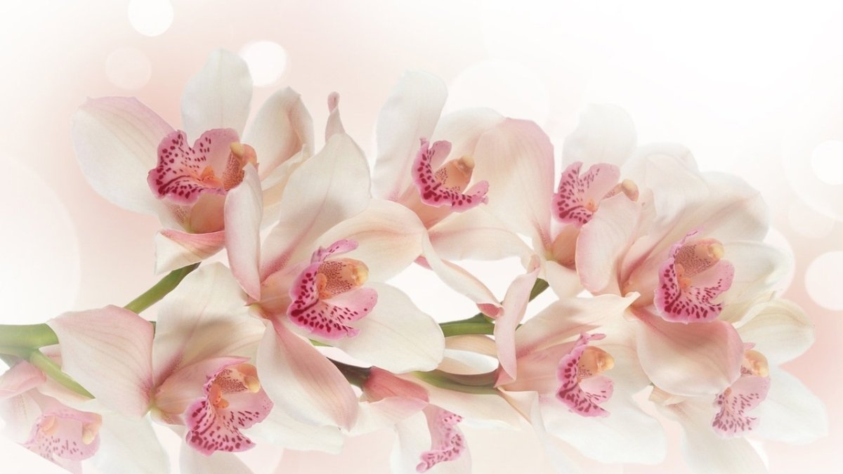 С днём рождения орхидеи