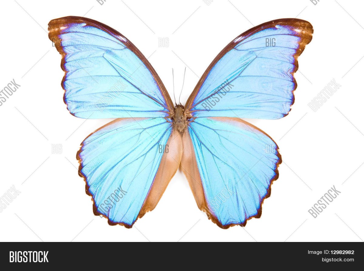 Бабочка Морфо Дидиус