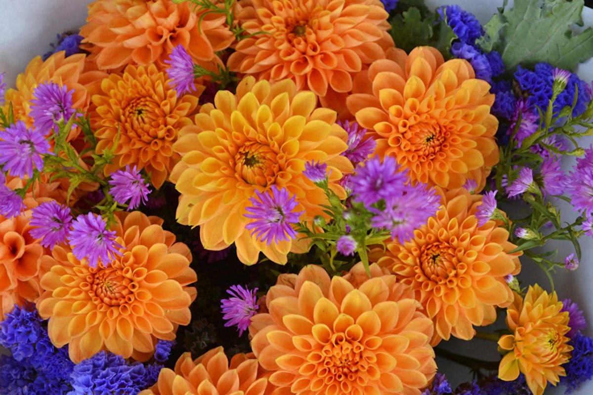 Георгины Василиса