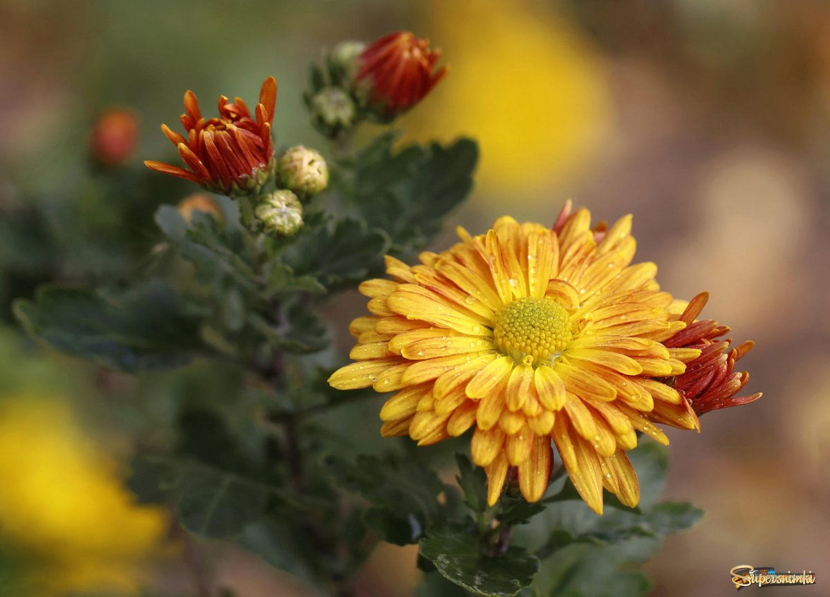 Хризантема Рыжик