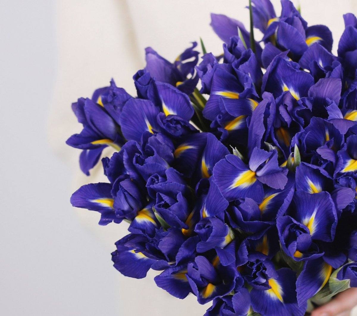 Букет красных ирисов