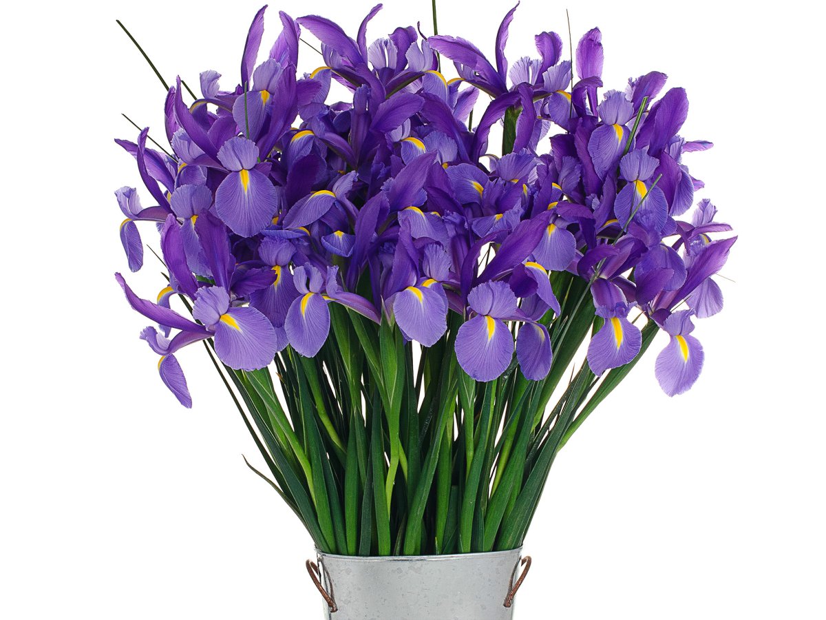 Ирисы гиацинты