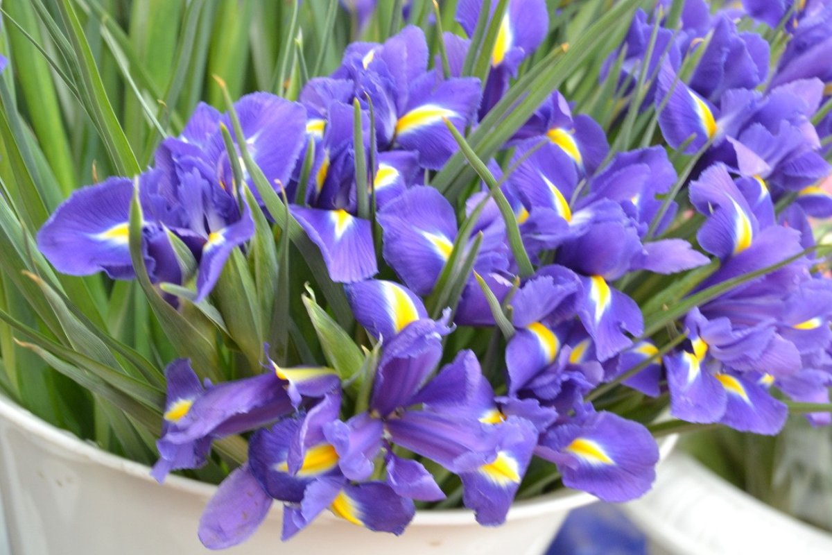 Ирис голландский в букете