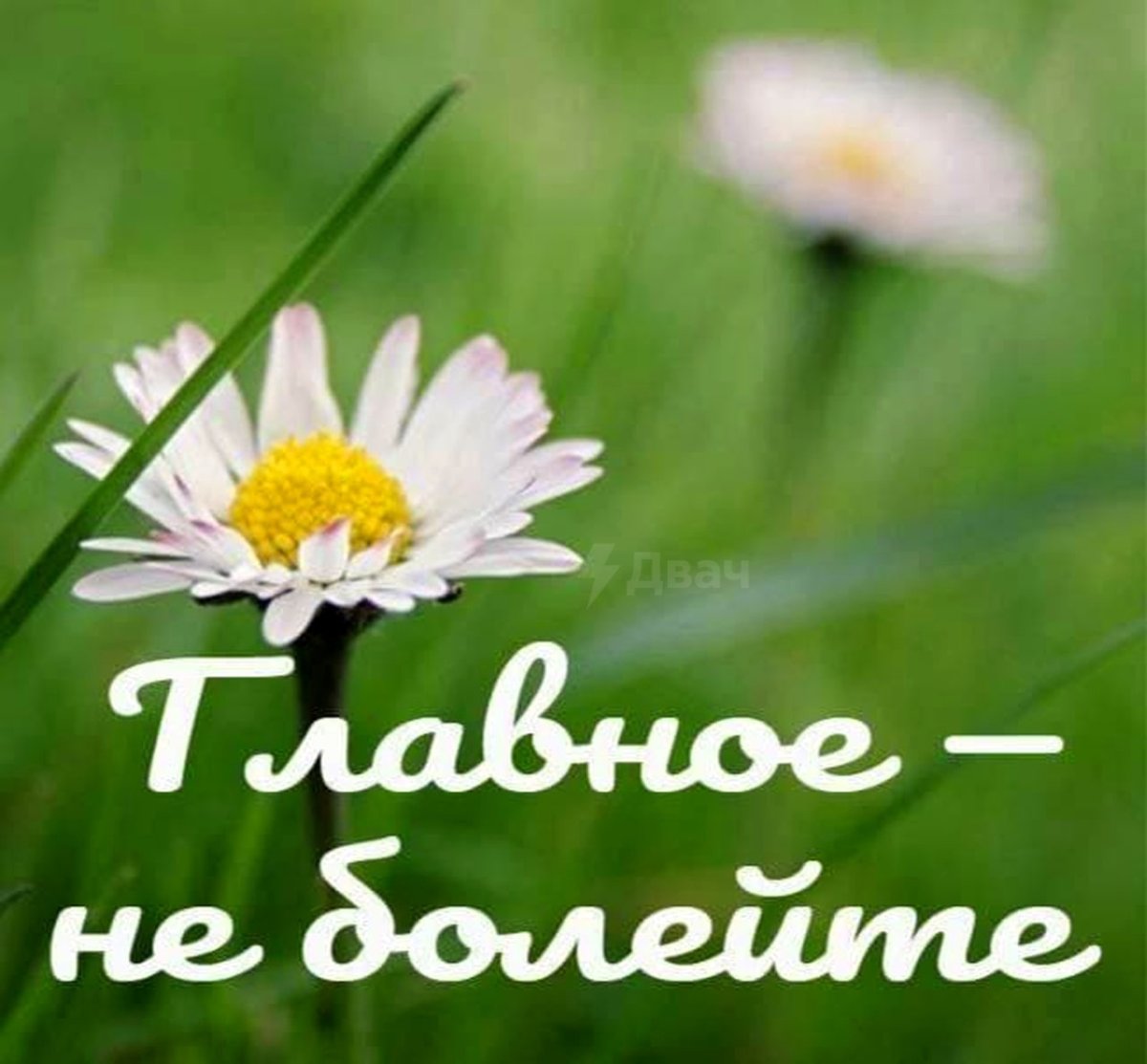 Пожелания скорейшего выздоровления в картинках прикольные