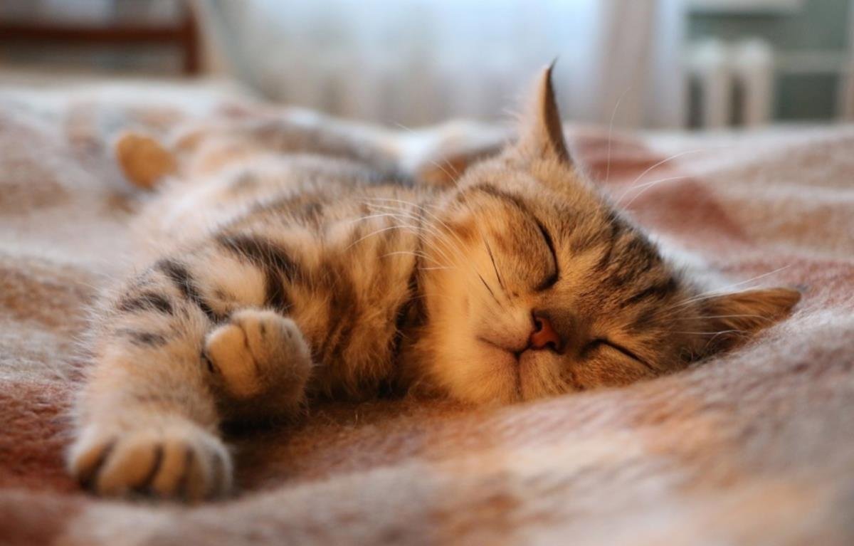 Спокойной ночи котик