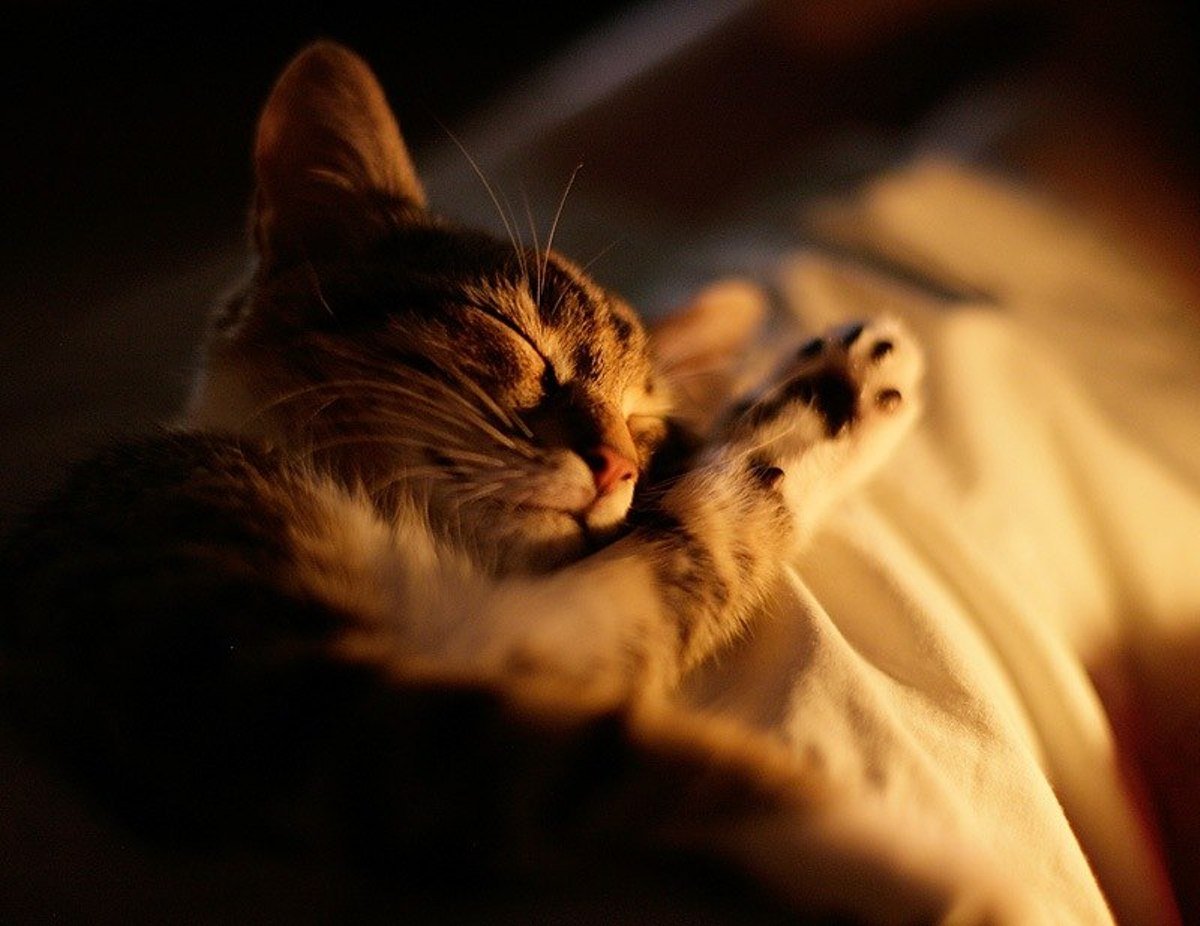 Доброй ночи котик