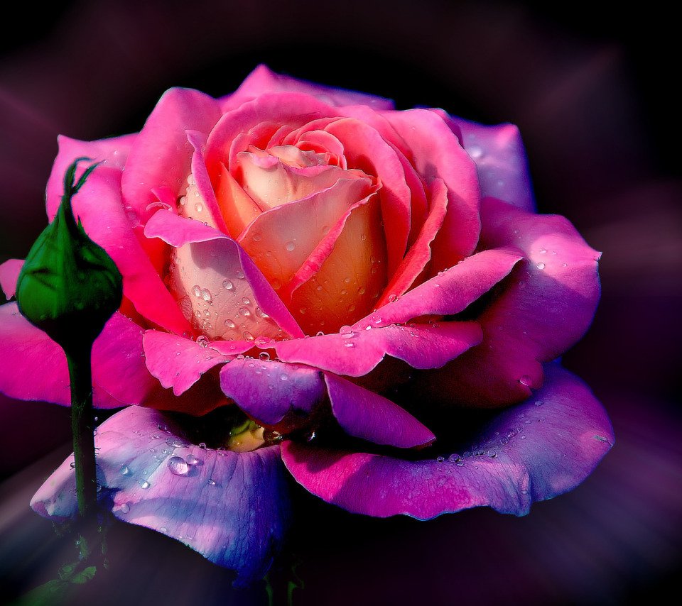 Божьего благословения и мир дому