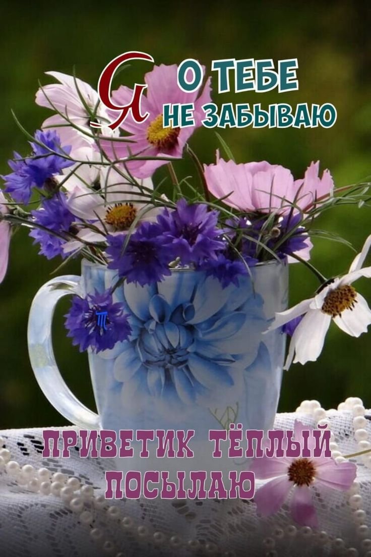 Флокс шиловидный Emerald Cushion Blue