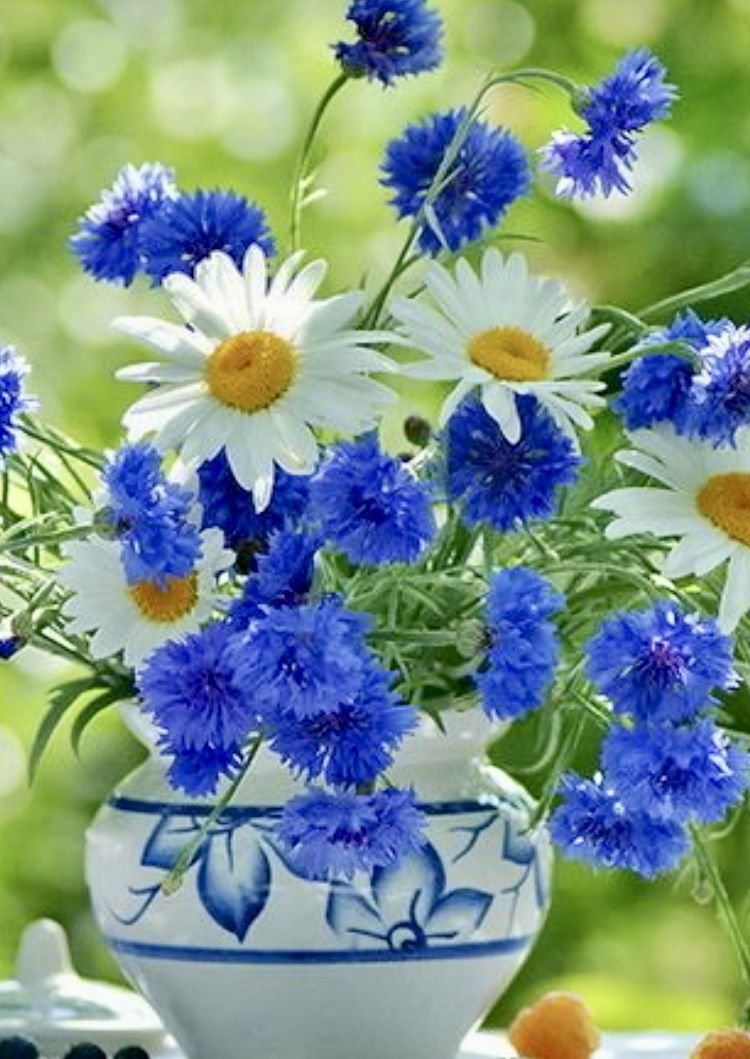 Полевые цветы высказывания