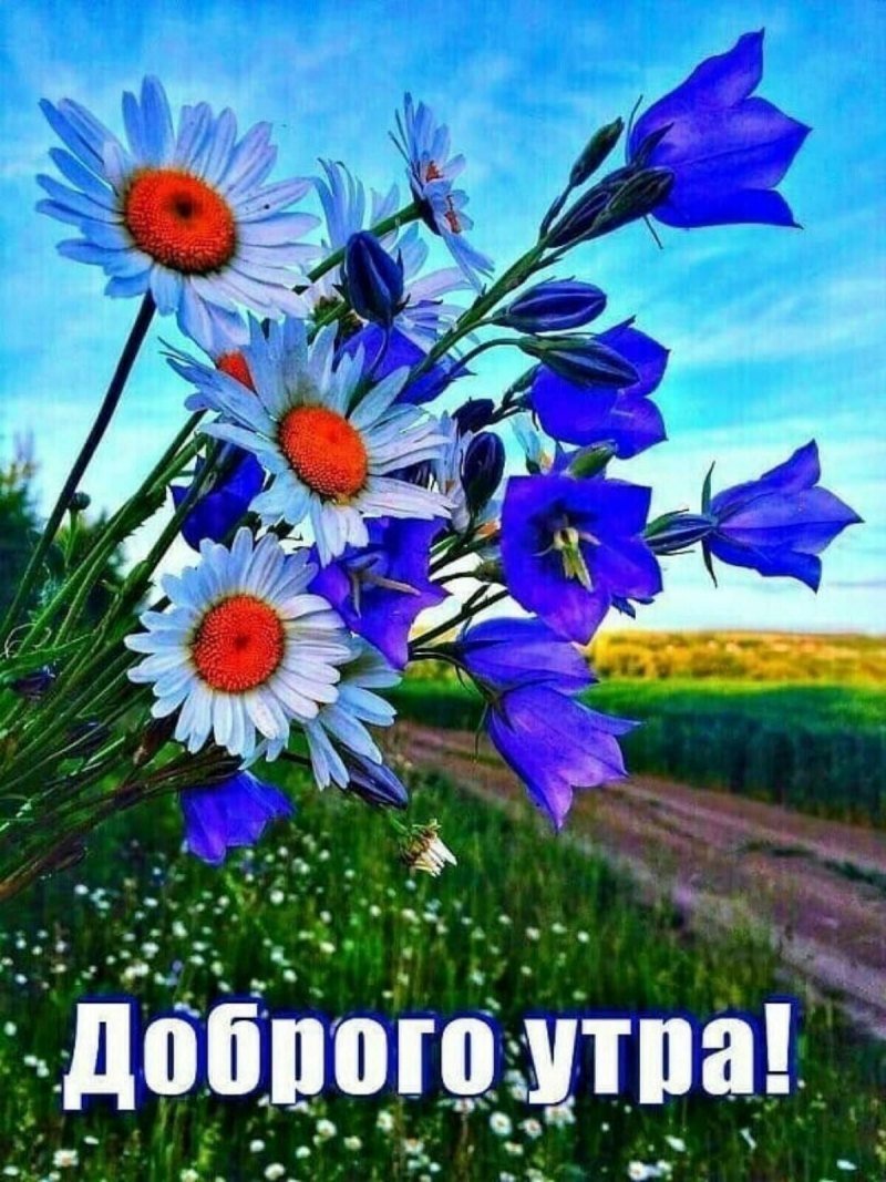 Чудного летнего доброго утра