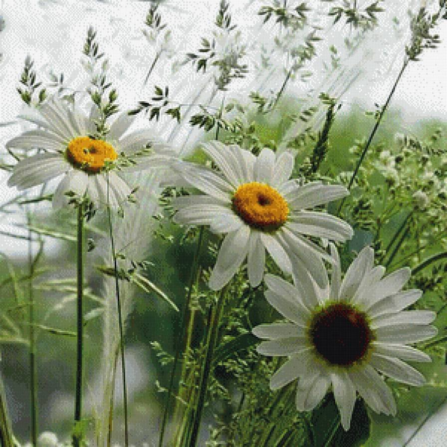 Красивые композиции из полевых цветов