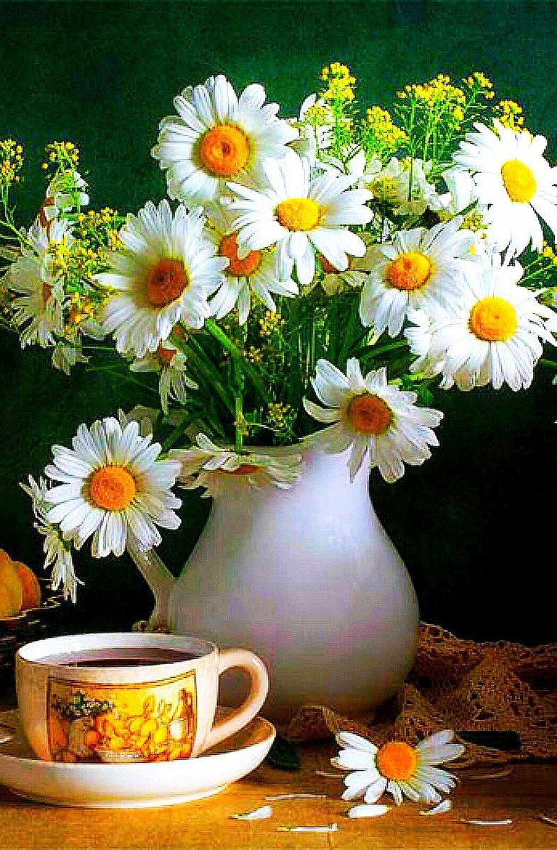 Ромашковое утро