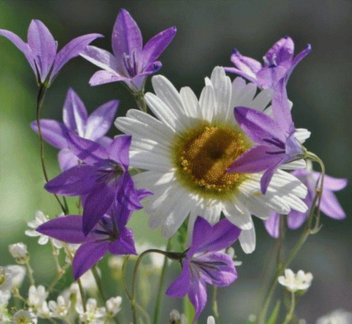 Прекрасного дня ромашки