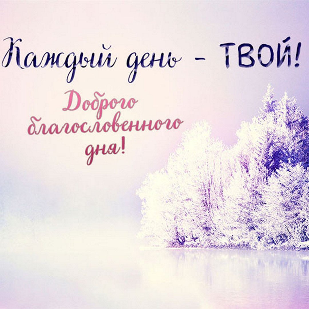 Роза Вайт Найт