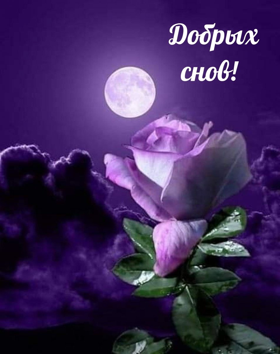 Пожелания спокойной ночи