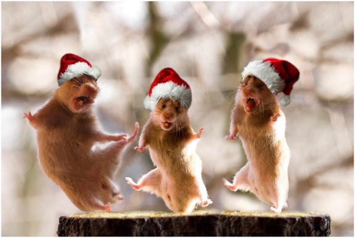 Новогодний котик