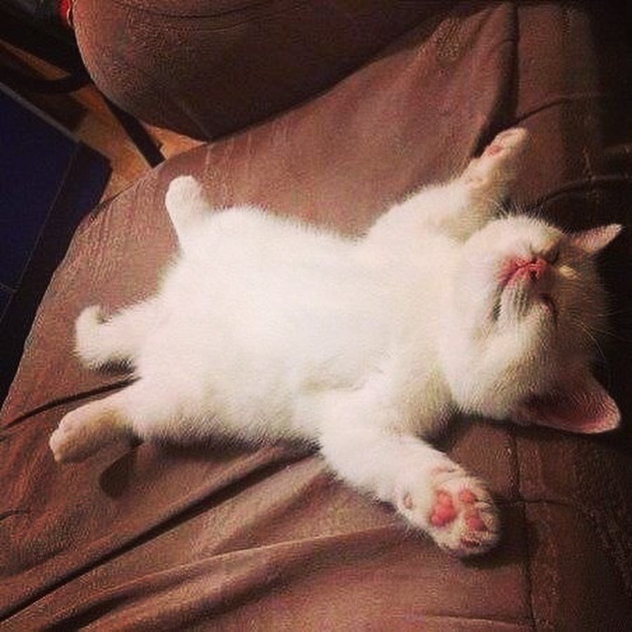 Веселые поздравления с добрым вечером