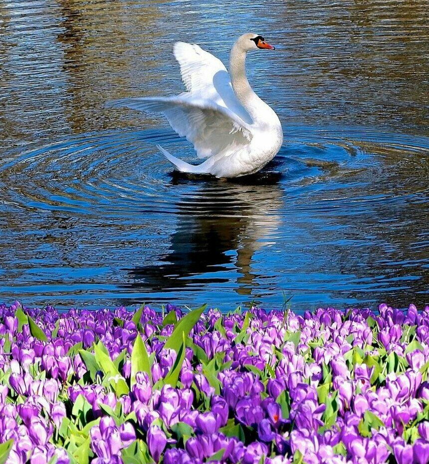 Рассвет в деревне у озера