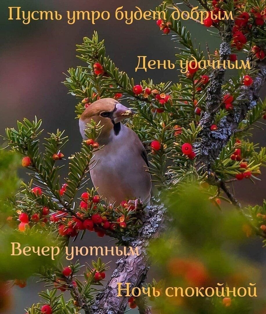 Доброе зимнее утро