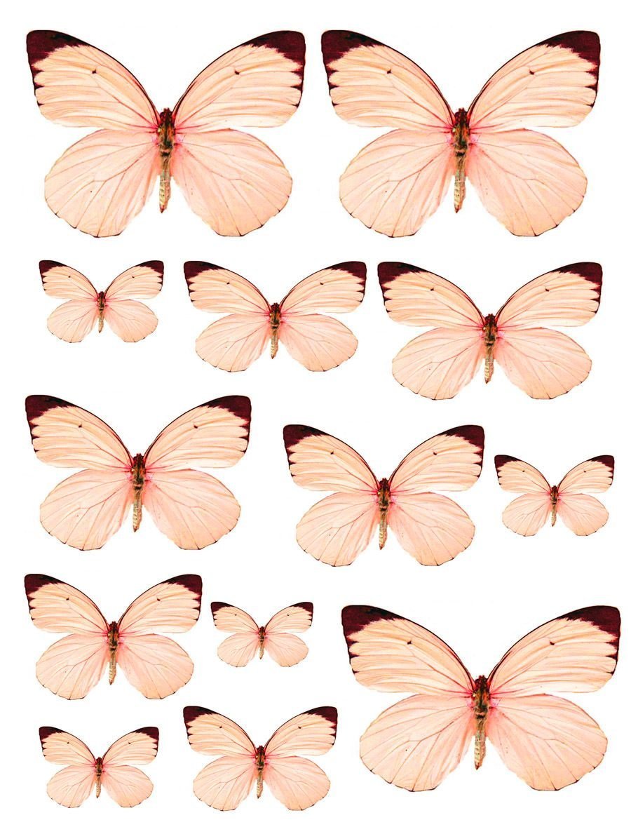 Бабочки розовые распечатать. Розовые бабочки. Бабочки фотопечать. Вафельные бабочки. Бабочки для печати.