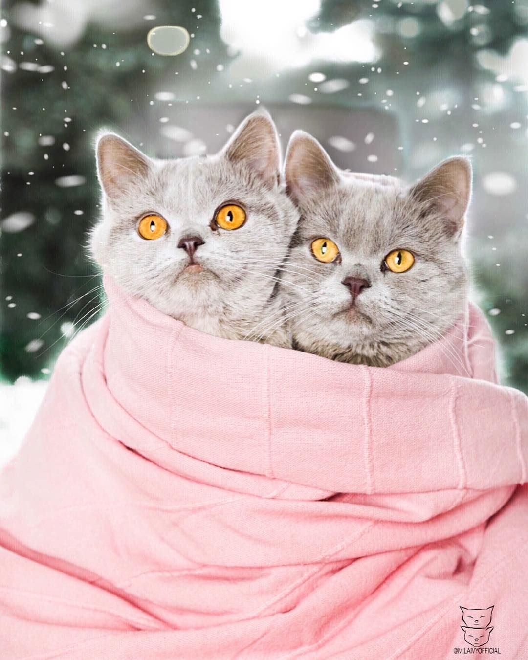 Пожелание с добрым утром зимним. С кошками